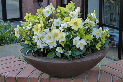 Hellebore en fleur dans une jardinière
