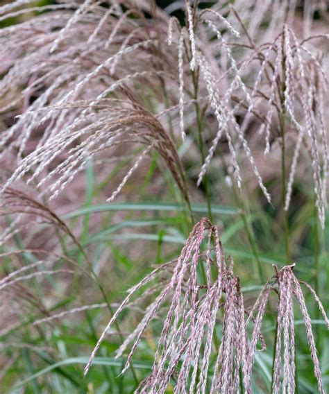 Variétés de Miscanthus