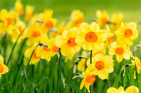 Un champ de narcisses jaunes en pleine floraison