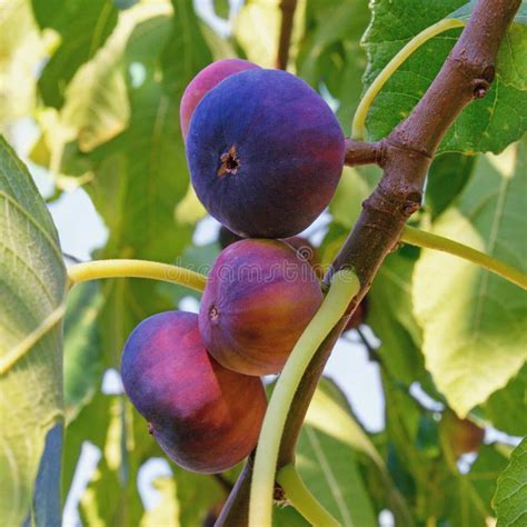 Figuier avec fruits mûrs
