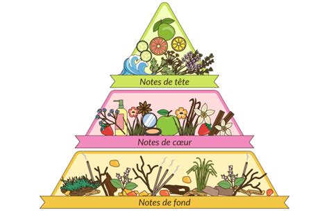 Schéma illustrant la pyramide olfactive : Notes de tête d'agrumes, cœur de figue et fond musqué