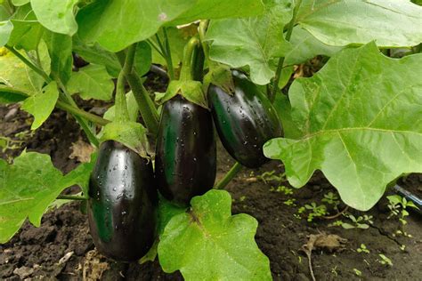 Plantation de l'aubergine en pleine terre