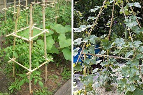Plantes grimpantes s'épanouissant sur un tuteur