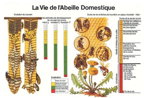 Schéma du cycle de vie d'une ruche