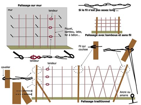Schéma des différents types de palissage pour plantes grimpantes