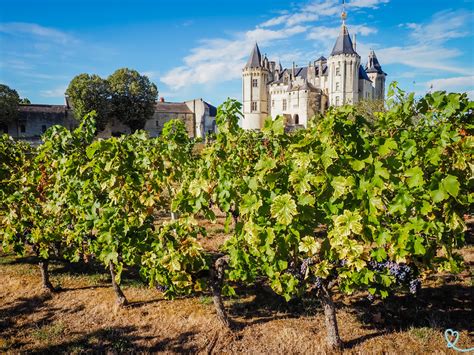 Vignes de Saumur avec le château de Montreuil-Bellay en arrière-plan