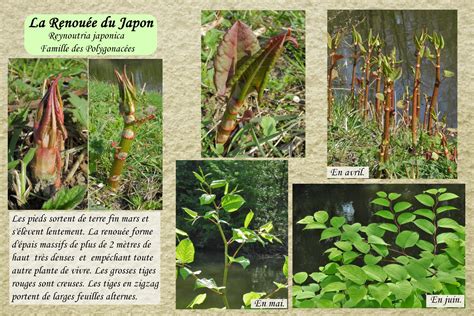 Schéma illustrant la profondeur des rhizomes de la renouée du Japon sous la surface du sol