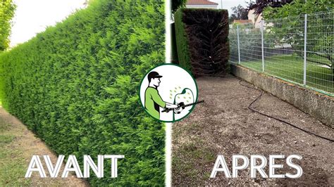Illustration comparative entre une zone traitée par arrachage régulier et une zone laissée à l'abandon