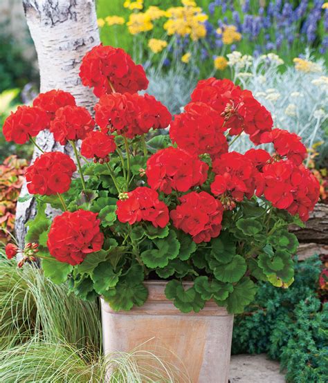 Diagramme illustrant les différentes utilisations du géranium zonal rouge dans un jardin