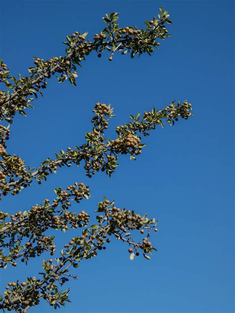 Branches d'arbres en contre-jour avec un ciel coloré