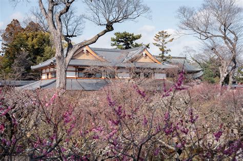 Sanctuaire Kameido Tenjin avec des pruniers en fleurs