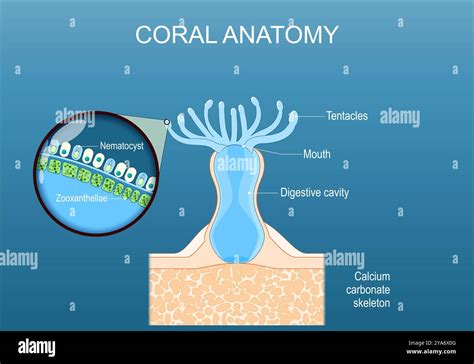 Schéma illustrant le processus de fragmentation d'un corail mou