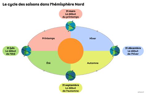 Schéma illustrant le cycle nutritionnel des agrumes selon les saisons
