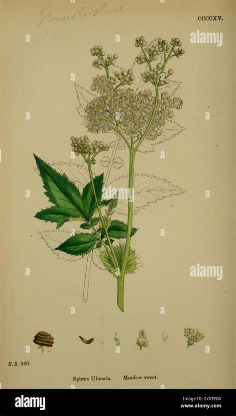 Illustration botanique de la Reine-des-prés montrant ses grappes de fleurs blanches et ses feuilles dentelées