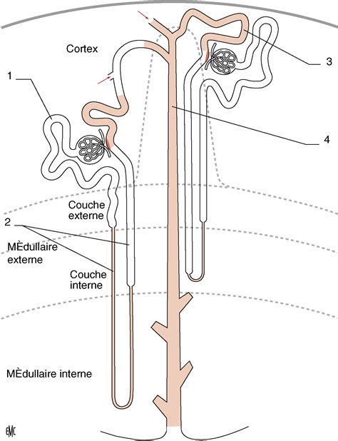 Schéma illustrant le processus de drainage rénal favorisé par les composés actifs de la plante