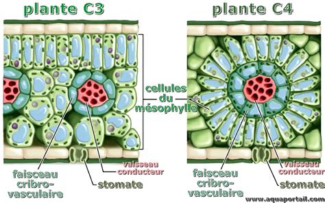 Infographie comparant les caractéristiques des gazons C3 et C4, incluant la taille des graines, la densité de semis et la profondeur de recouvrement.