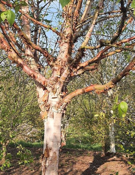 Bouleau de Chine adulte avec son écorce cuivrée typique dans un jardin paysager