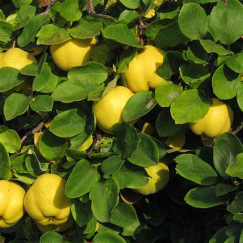 Schéma comparatif des feuilles et des fruits entre Cydonia oblonga et Chaenomeles