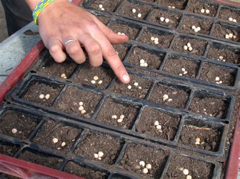 Un jardinier en train de préparer ses semences pour le semis printanier