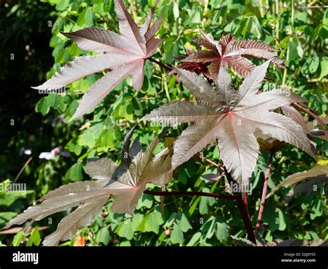 Ricinus communis plant with large palmate leaves