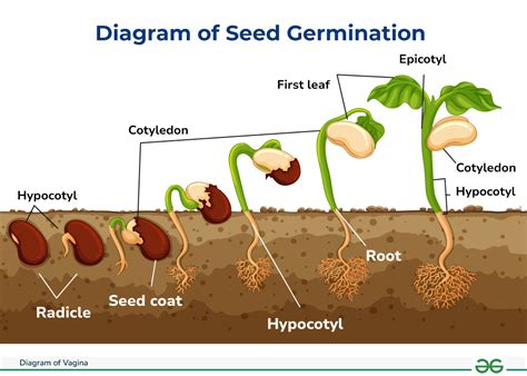 Diagram showing how to plant a ricin seedling in a pot and in the ground