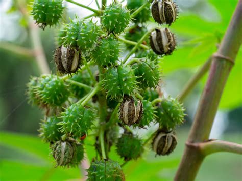 Close-up of mature ricin seed pods and seeds