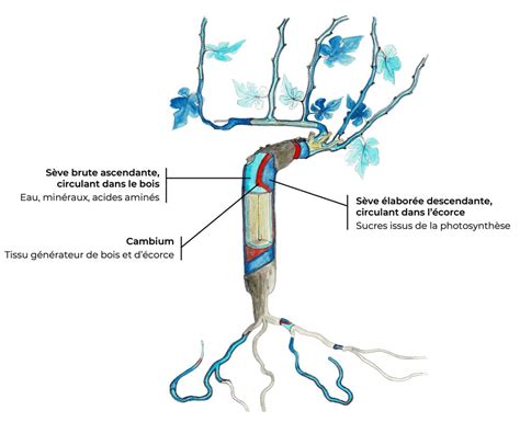 Schéma montrant les zones de flux de sève sur un tronc de bonsaï