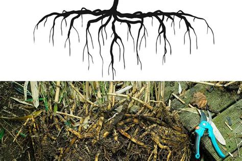 Diagramme des racines traçantes du framboisier dans un sol bien drainé