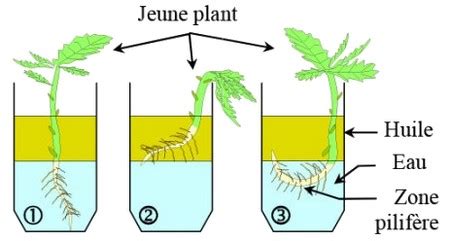 Schéma explicatif montrant la bande de sécurité de 1,20m fauchée et la zone de refuge biologique conservée