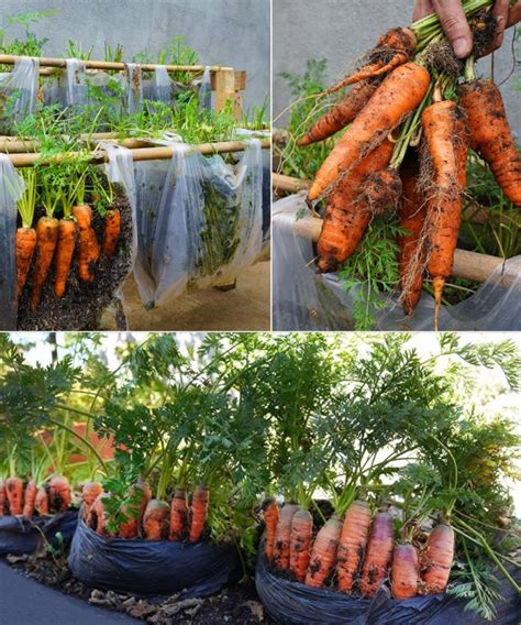Schéma de préparation d'un lit de culture pour carottes avec espacement des sillons