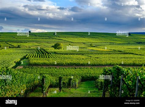 Vues aériennes des vignobles entourant Neuillé-le-Lierre