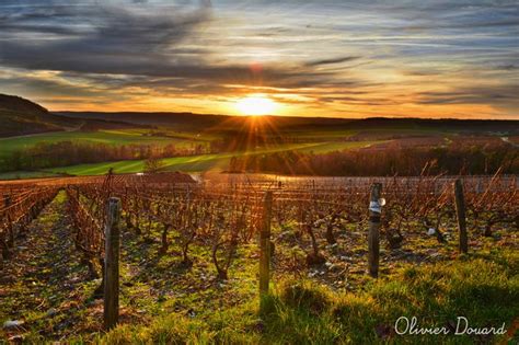 Vignoble champenois au lever du soleil près d'Épernay