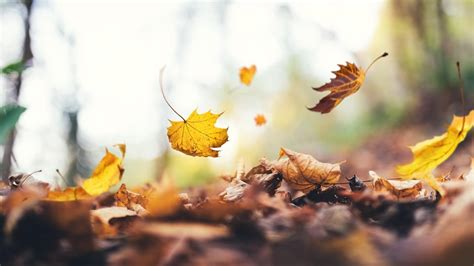 Schéma illustrant les causes environnementales de la chute des feuilles : contraste entre l'humidité intérieure et les besoins tropicaux de la plante