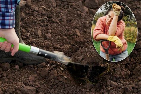 Illustration montrant l'utilisation d'un rotovateur pour préparer le sol
