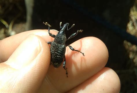 Photo macro du charançon noir du figuier sur écorce