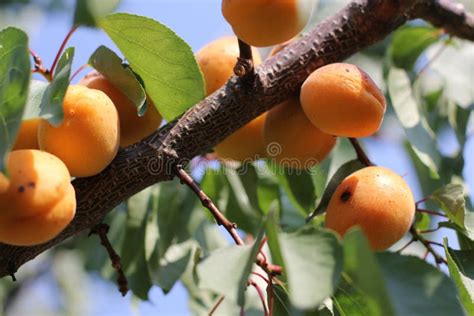 Détail d'une branche d'abricotier chargée de fruits mûrs
