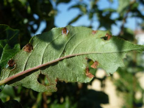 Feuilles de mirabellier atteintes par des pucerons