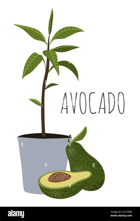 Illustration d'un avocatier en pot avec des feuilles vertes luxuriantes