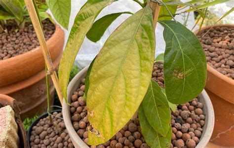 Infographie montrant la structure de l'avocatier (feuilles, fleurs, fruits)