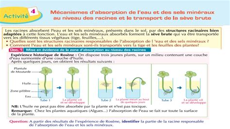 Diagramme illustrant l'absorption de l'eau par les racines d'un avocatier en pleine terre