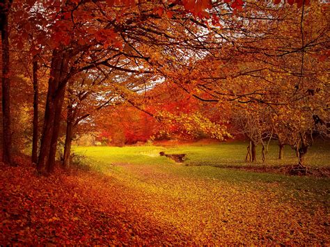 paysage d'automne avec un jardin préparé pour l'hiver