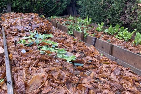 paillage de feuilles mortes autour de plantes