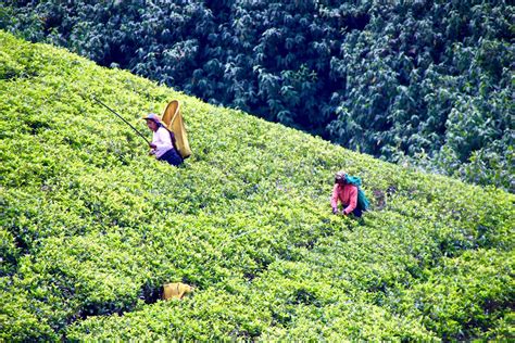 Vaste paysage de montagnes recouvertes de plantations de thé au Sri Lanka