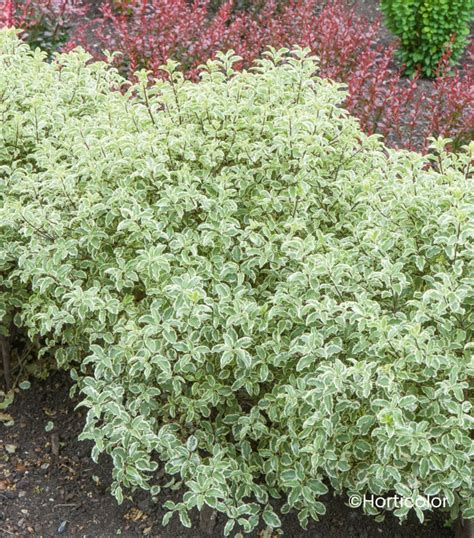 Pittosporum tenuifolium panaché