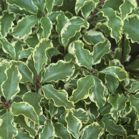 Différentes variétés de Pittosporum panaché