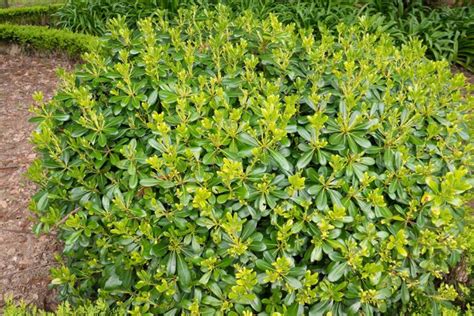 Jeunes plants de Pittosporum en godets