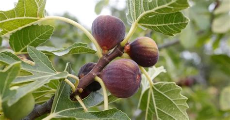 Figuier en pleine croissance