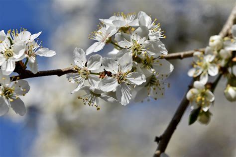 Image d'un marteau fleur de prunier en gros plan