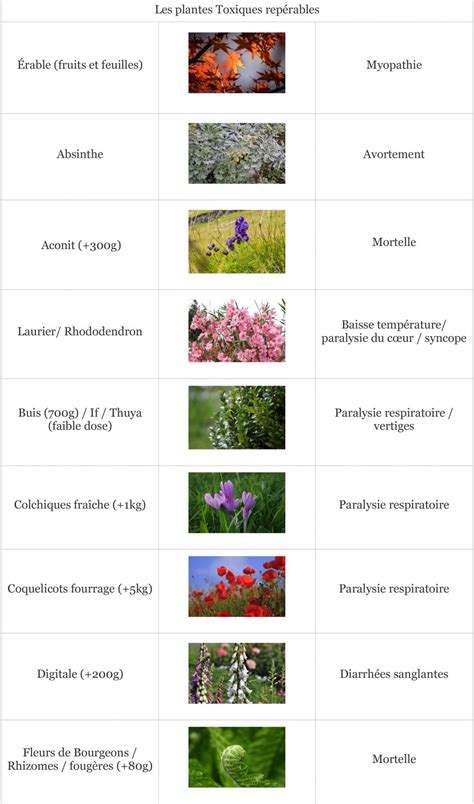 Plantes toxiques pour les chevaux
