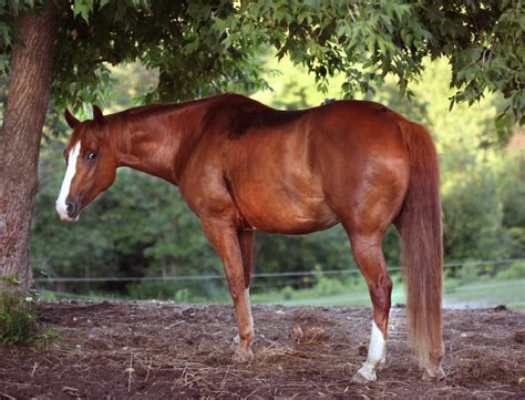 Cheval atteint de lymphœdème